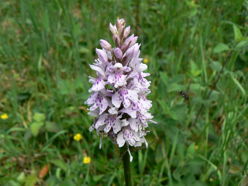 13. Orchid.JPG